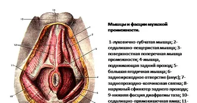 Упражнение Кегеля для женщин в домашних условиях для укрепления мышц таза -  как выполнять: видео - 7 апреля 2021 - Sport24