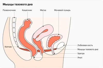 Упражнение Кегеля для мужчин и польза при разных заболеваниях. Как  правильно делать?