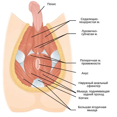 Physio Sapiens - ОШИБКИ ПРИ ВЫПОЛНЕНИИ УПРАЖНЕНИЙ КЕГЕЛЯ... | Facebook