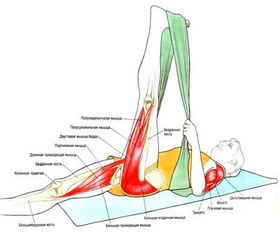 Полная растяжка тела. Часть 1 | Пикабу