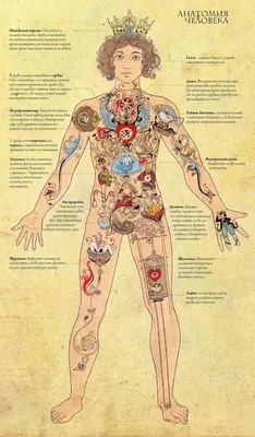 Сердце : нормальная анатомия | e-Anatomy