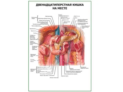 Мышцы человека: анатомия, строение, функции – Российский учебник