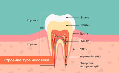 Строение головного мозга человека • Биология, Анатомия и физиология человека  • Фоксфорд Учебник