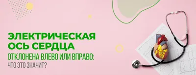 Мышцы человека: анатомия, строение, функции – Российский учебник