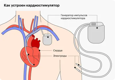 Calaméo - Анатомия человека для массажистов ч1