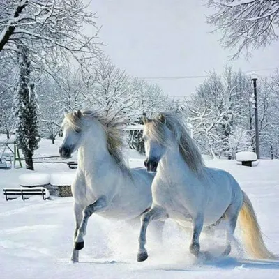 Утуе сарсыарданан - фото и картинки: 65 штук