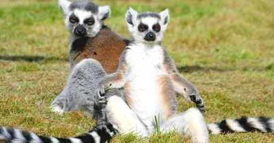 Duke University Initiative Open Sources 3D X-rays of Endangered Animals |  Digital Trends | Lemur, Endangered animals, Weird creatures