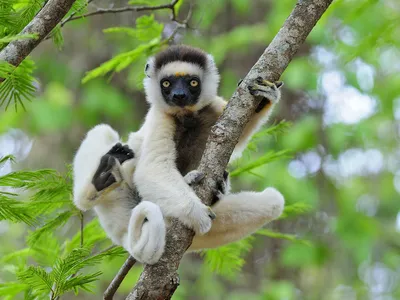 Узбагойся»: смотрим на лемуров Мадагаскара (фото, видео) - Tochka.net