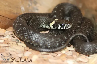 Змея уж для домашнего содержания Natrix natrix: 355 грн. - Рептилии Киев на  Olx