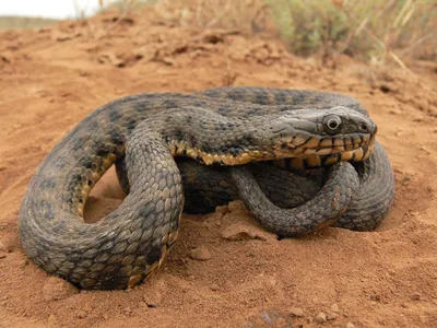 Змеи-рыболовы. Водяной уж (Natrix tesselata)