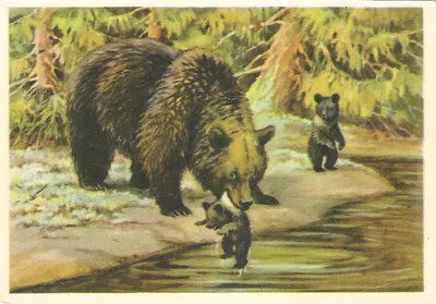Купание медвежат Бианки - красивые фото