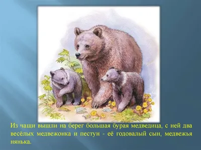 Пересказ рассказа В. Бианки «Купание медвежат» - презентация онлайн