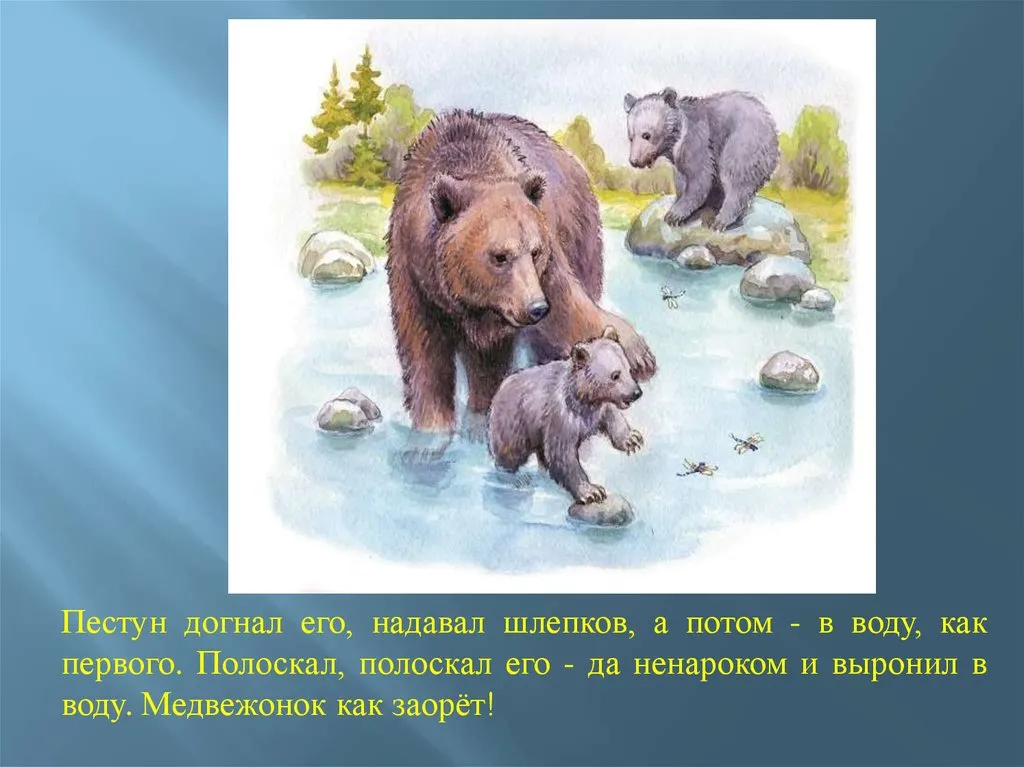 Бианки рассказы купание. Купание медвежат Бианки. Чарушин купание медвежат. Иллюстрации к рассказу купание медвежат Бианки.