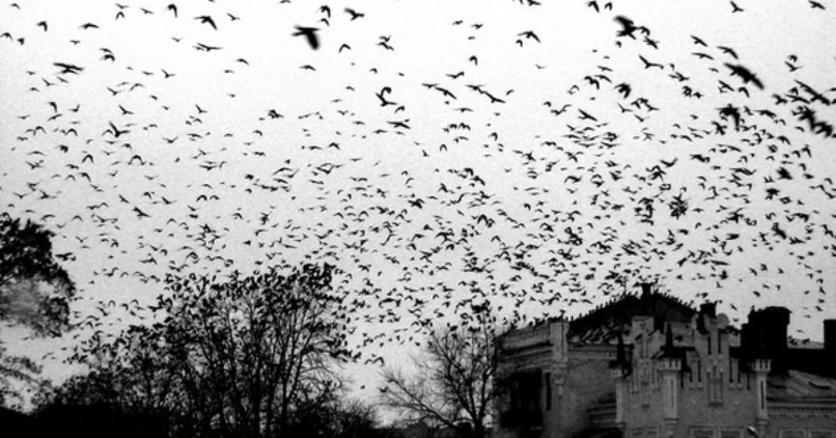 Песня тысячи птиц надо мною. Тысячи птиц face. Какая птица предвещает смерть.