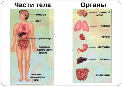 ЗОЖ, здоровье, валеология. Игры, дидактические пособия - Фотоотчёты.  Воспитателям детских садов, школьным учителям и педагогам - Маам.ру