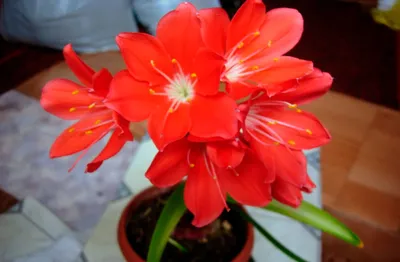 Валлота (Циртантус) на фото: прекрасное растение для создания уютной атмосферы