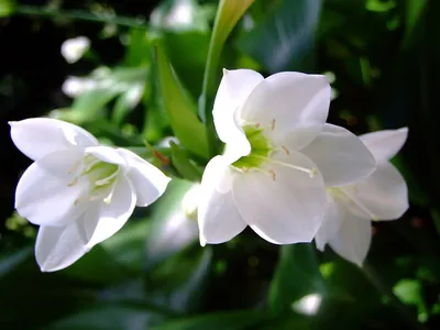 Валлота (Циртантус) на картинке: прекрасное растение для создания гармонии в доме