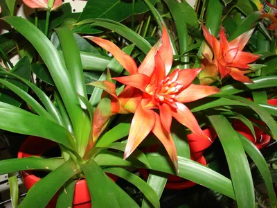 Яркая Валлота (Циртантус) на фото: прекрасное растение для создания уютной атмосферы