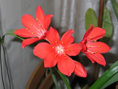 Изображение Валлоты (Циртантус) – прекрасное растение для домашнего озеленения