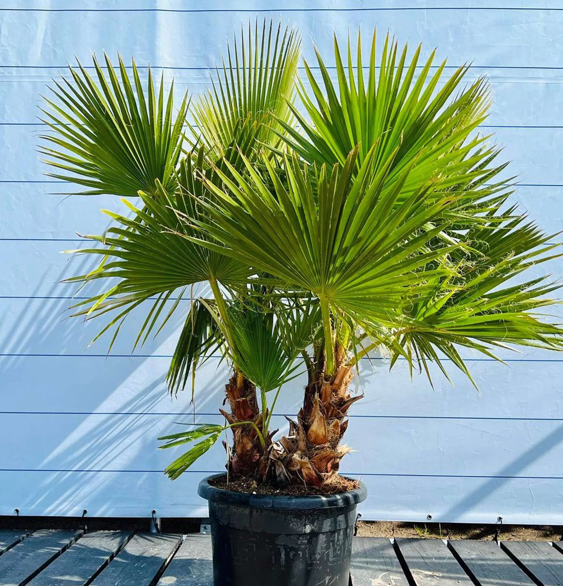 Вашингтония пальма уход в домашних условиях фото