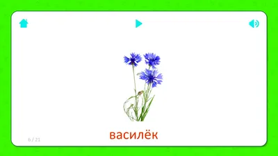 Конспект НОД по аппликации в старшей группе «Луговые цветы. Василёк» (4  фото). Воспитателям детских садов, школьным учителям и педагогам - Маам.ру