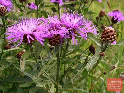 Василёк луговой (Centaurea jacea)