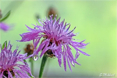 Василек синий (Centaurea cyanus L.)