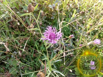 Centaurea jacea L. - Василёк луговой