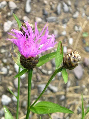 Василек луговой (Centaurea jacea L.)