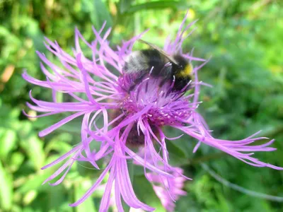 📷 Василек луговой, Centaurea jacea L.