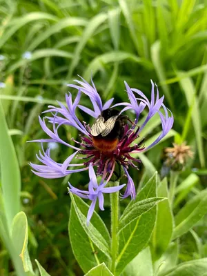 Василёк луговой (Centaurea jacea)