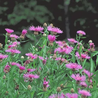 Василек луговой (Centaurea jacea)