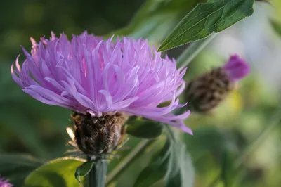 Василёк луговой (Centaurea jacea)