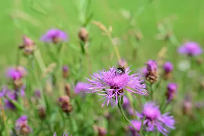 Василёк луговой (Centaurea jacea). Цветок крупно Stock Photo | Adobe Stock