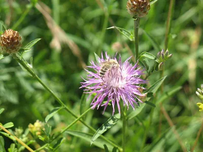 Василёк луговой (Centaurea jacea)