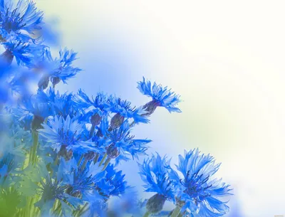 Букет васильки и ромашки в ведерке 🌺