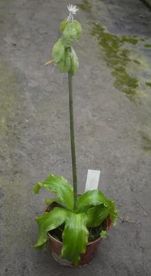 Изображение Вельтгеймии: какие преимущества имеет этот цветок перед другими комнатными растениями