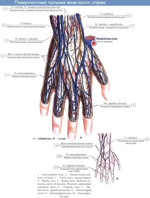 Фотографии рук с венами: идеальный материал для студентов медицинских университетов