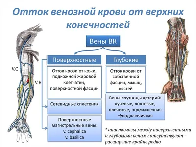 Анатомия для студентов медицинских ВУЗов (часть 4: Вены) | Good doctor |  Дзен