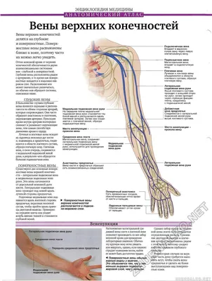 ЭНЦИКЛОПЕДИЯ МЕДИЦИНЫ * АНАТОМИЧЕСКИМ АТЛАС * Вены верхних конечностей *  Венепункция - Тело человека №47, страница 16