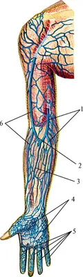 Вены верхней конечности картинки фотографии