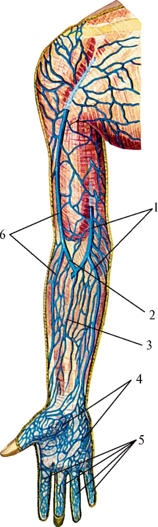 Внутренняя поверхность вены. Вены верхней конечности анатомия. Промежуточная медиальная подкожная Вена. Латеральная подкожная Вена руки анатомия. Срединная локтевая Вена.