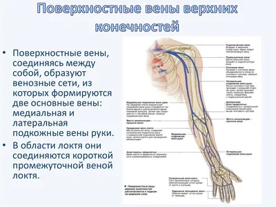 Вены верхней конечности анатомия презентация - 94 фото