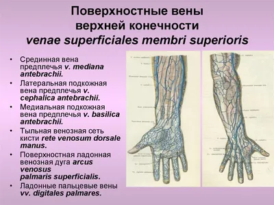 Анатомия венозной системы - презентация онлайн