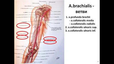 Артерия — Википедия