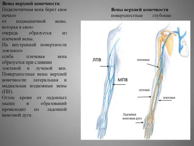 Артерии верхней конечности. Дуга ладони артериальная - YouTube