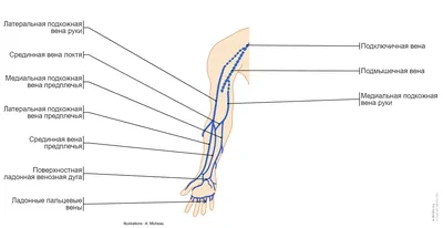 Анатомия: Вены верхней конечности. Поверхностные (подкожные) и глубокие вены  руки | Анатомия, Мини тренировки, Медицинские училища