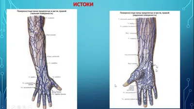 Анатомия верхней конечности | e-Anatomy