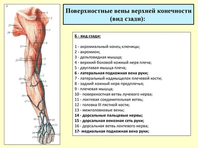 Иллюстрация Артерий Верхней Конечности Учебника Анатомии Xix Века –  Стоковое редакционное фото © Wirestock #520498876