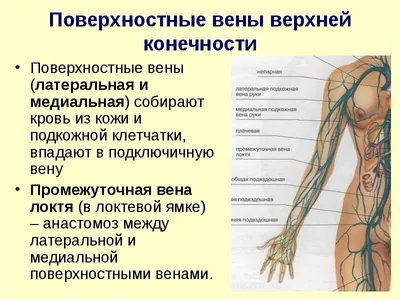 Вены головы и шеи.